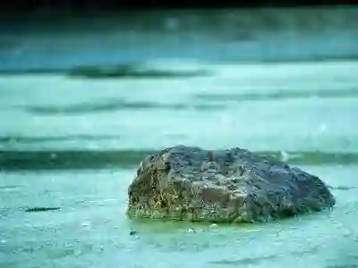 KT 멤버십으로 던킨도넛 무료 혜택 받는 법