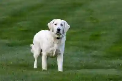 카카오페이 비밀번호 찾기 시 유의사항과 팁