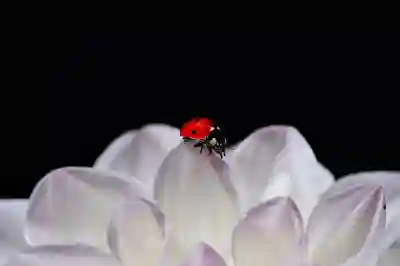 아이폰 팝업 차단 해제 방법 2025 | 사파리 팝업 허용 설정 · 차단 오류 해결 총정리