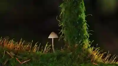 토스 소액대출 신청 시 알아야 할 필수 정보와 팁