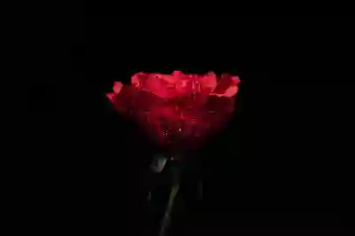 25만원 지원금: 온라인 신청 방법과 유효한 사용처 정리