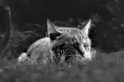 꿀잠을 부르는 락티움의 긴장 완화 메커니즘