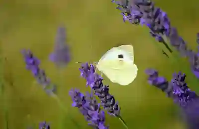 칼로커트 가격 비교 저렴하게 사는 팁