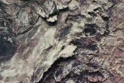 목향 공진단의 효능과 부작용 알아보기